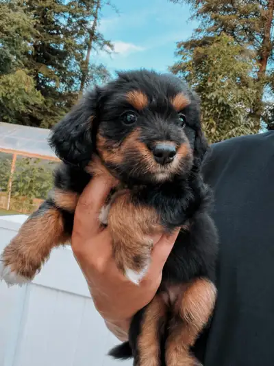 Beautiful Mini Aussiedoodle, View more