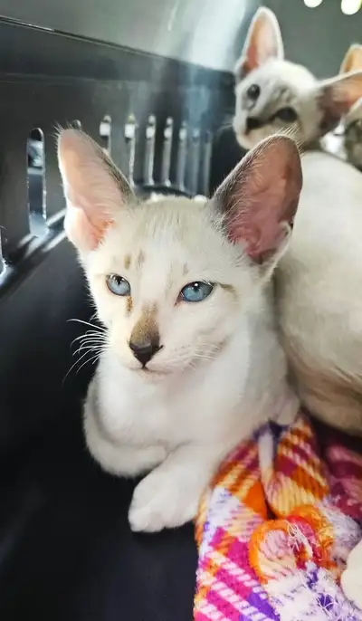 SIAMOIS     SNOWSHOE     ORIENTAL  CHATONS, View more