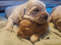 Golden retriever puppies -NB / NS meetup available *1 left*