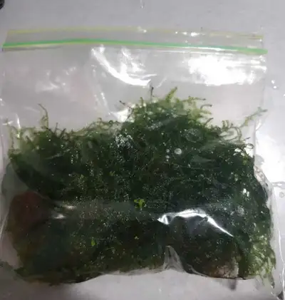 Java moss, very healthy