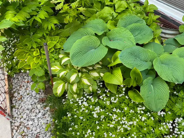 SWEET WOODRUFF-Naturalize Perennial,Scented Blooming Groundcover in Plants, Fertilizer & Soil in City of Toronto - Image 5