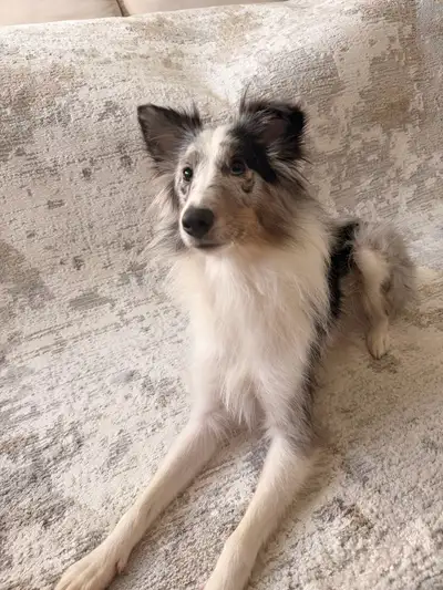 Border colie mix Shetland Sheepdog, View more