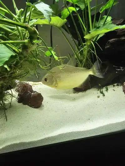 Speckled Piranha, View more