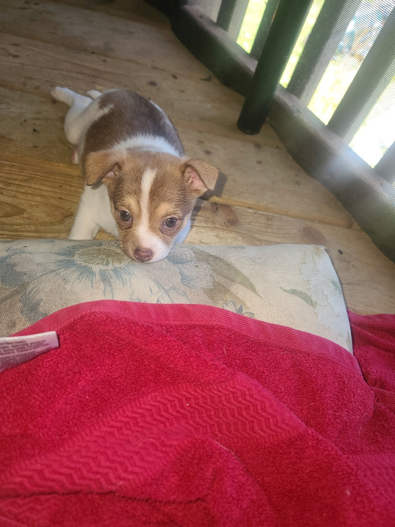 Pomchi puppies Owen Sound Dogs & Puppies for Rehoming Owen Sound