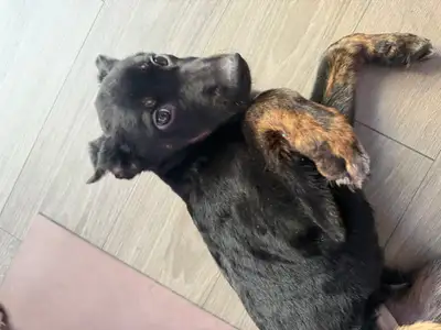 German Shepherd mix Male puppy, View more