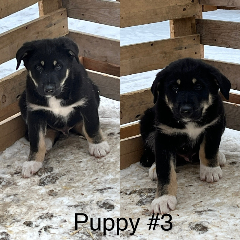 Farm Puppy Dogs & Puppies for Rehoming Red Deer Kijiji
