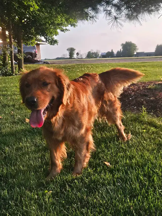 Beautiful Golden Retriever Puppys in Dogs & Puppies for Rehoming in Kitchener / Waterloo - Image 9