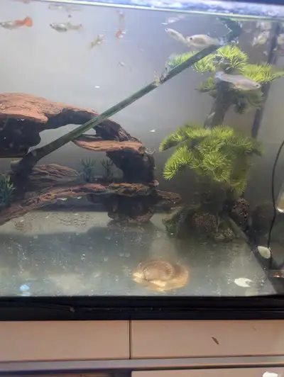 guppies. various sizes. 50 cents, discount in bulk, View more