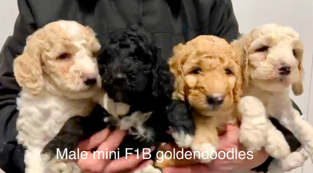 ❤️ Mini F1B and F1 Medium/Standard Goldendoodle Puppies in Dogs & Puppies for Rehoming in Kitchener / Waterloo - Image 2