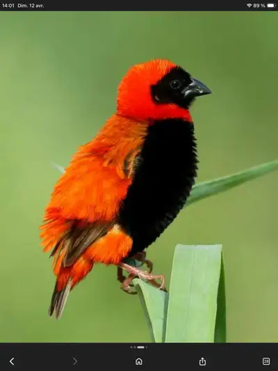 pinson RedBishop, View more