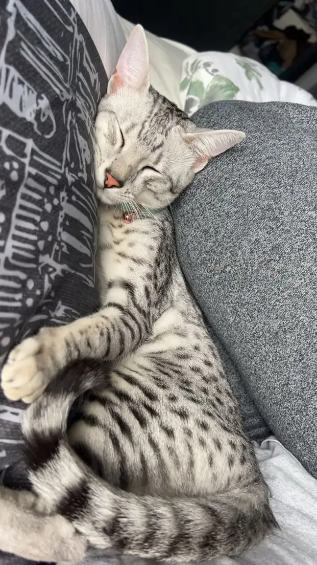 Egyptian Mau kitten 6.5 months old in Cats & Kittens for Rehoming in Napanee - Image 2