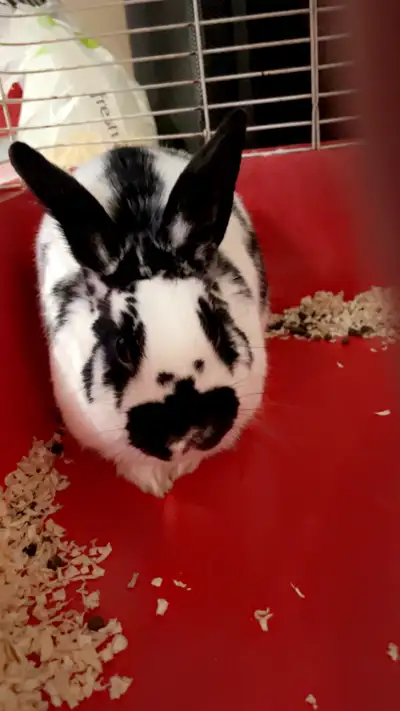 Baby bunny looking for home, View more