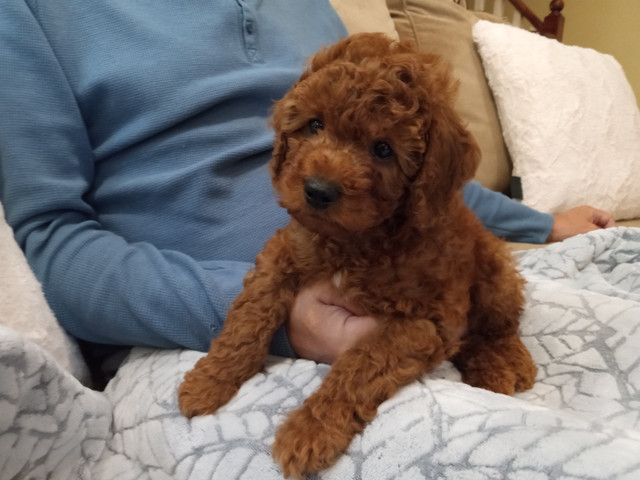 Super cute red toy poodle puppies in Dogs & Puppies for Rehoming in City of Toronto - Image 2