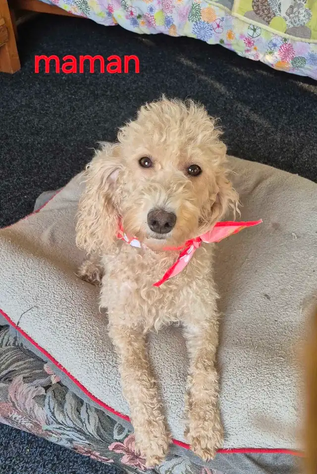 GOLDENDOODLE ( mini) in Dogs & Puppies for Rehoming in City of Montréal - Image 7