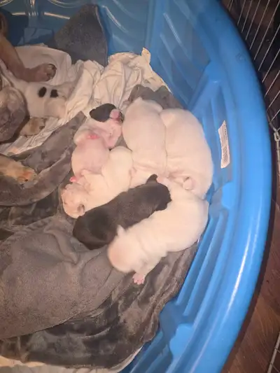 Purebred French Bulldog Puppies, View more
