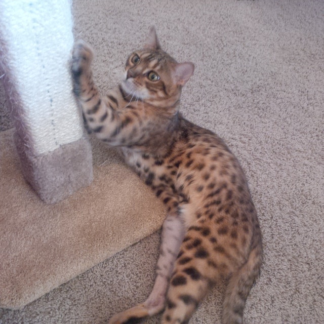 Bengal Cat for Rehoming Cats & Kittens for Rehoming City of Toronto