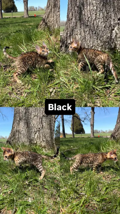 TICA Registered Bengal Kittens, View more