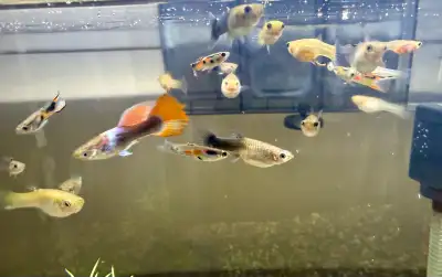 Guppies - males and females, View more