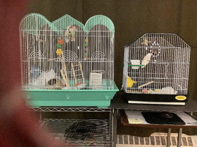Birds cages and accessories in Birds for Rehoming in Sudbury