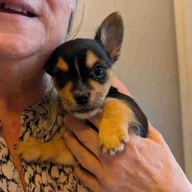 Petit mâle  chihuahua/morki ( chorkie) in Dogs & Puppies for Rehoming in Longueuil / South Shore - Image 3