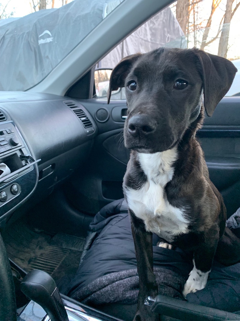 New Home Animal & Pet Services Muskoka Kijiji