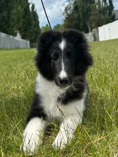 Update 6/14/25- This beautiful girl has found her forever home. However, please feel free to inquire...