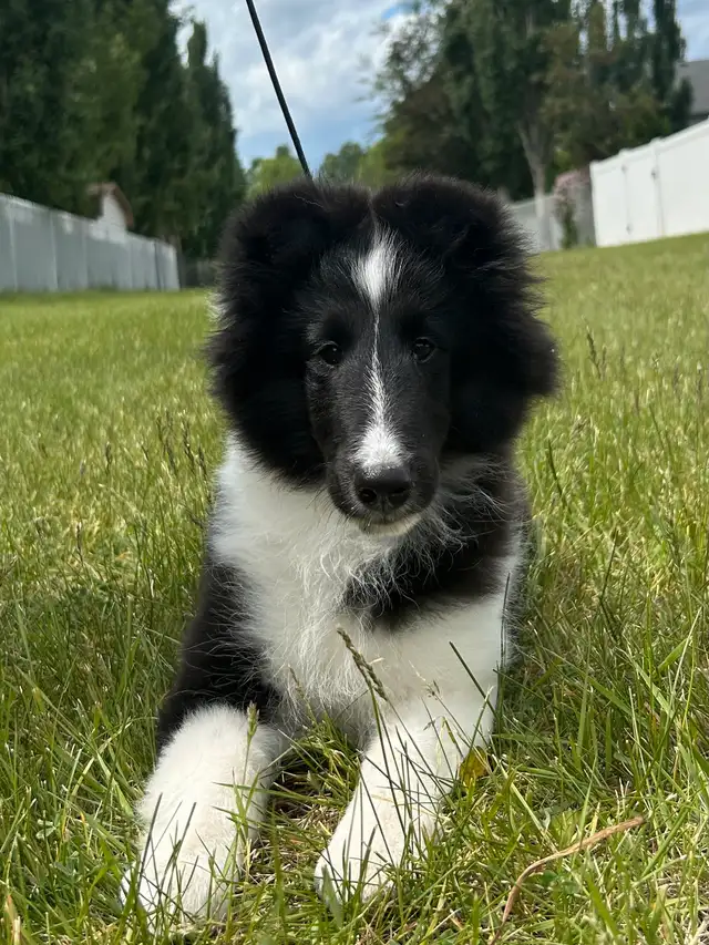 CKC Sheltie (Shetland Sheepdog) in Dogs & Puppies for Rehoming in St. Albert - Image 7