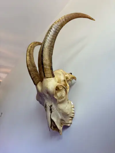 Real Ibex Skull, Crâne de Bouc, View more