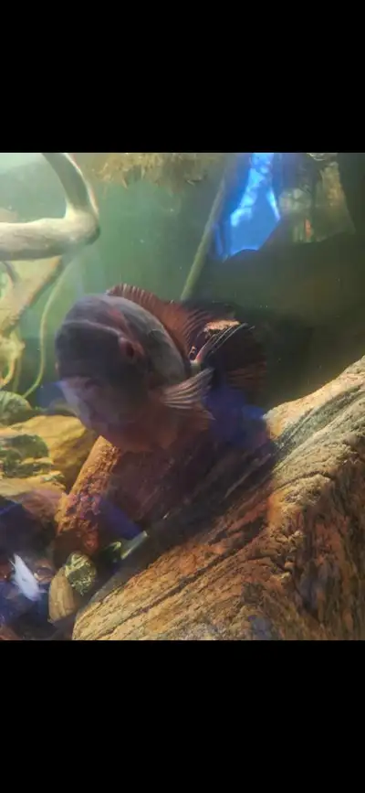 iso female choclate cichlid, View more
