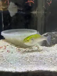 Avocado puffer fish for sale 