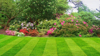Olive Tree Lawn Care