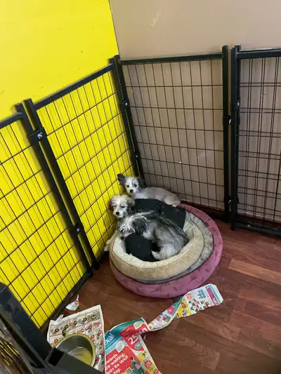 Yorkie X pups, View more