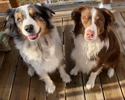 CKC Australian Shepherd puppies - upcomming litter !, View more