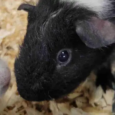 Rex guinea pig, View more