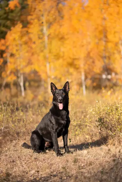 CKC Black German Shepherd Puppies, View more