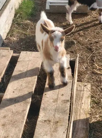 Nigerian dwarf goat , View more
