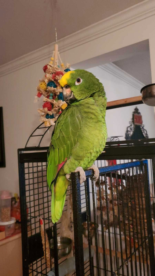 Amazone perroquet  dans Oiseaux à adopter  à Laval/Rive Nord - Image 3
