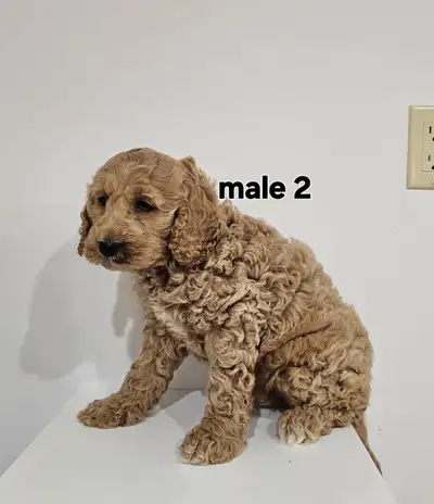 CALL OR TEXT ONLY TO THIS NUMBER 519 964 8369 Gorgeous cockapoo puppies looking for new homes. These...