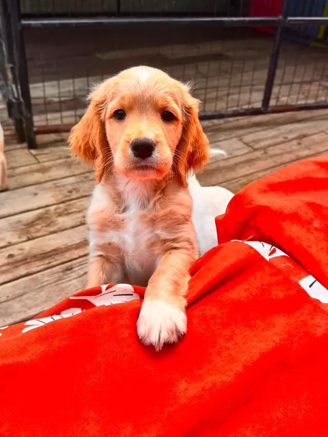 Spangold Retriever -Golden Retriever X English Springer Spaniel in Dogs & Puppies for Rehoming in Vernon - Image 19