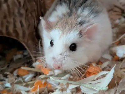 Roborowsky Hamster for Rehoming, View more
