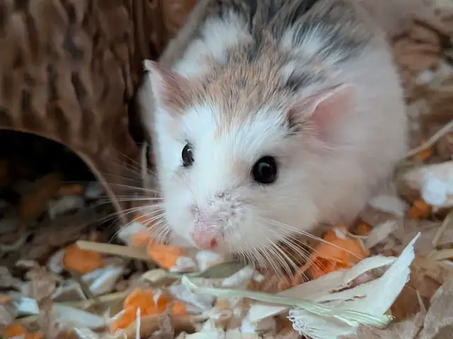 Roborowsky Hamster for Rehoming in Small Animals for Rehoming in Ottawa - Image 2