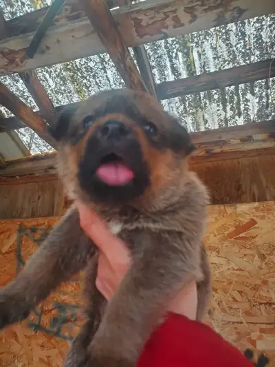 Rottweiler/Great Pyrenese Puppies , View more