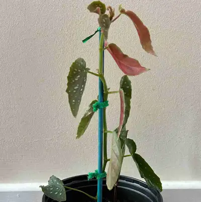 Young BEGONIA MACULATA Polka Dot, View more