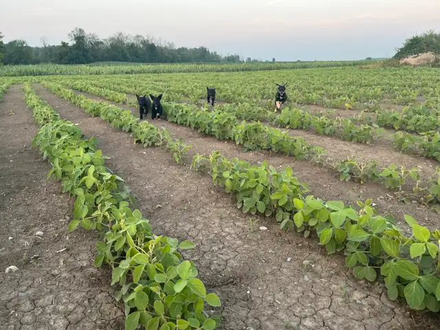 4 german short haired pointer mix pups available now in Dogs & Puppies for Rehoming in Ottawa - Image 6
