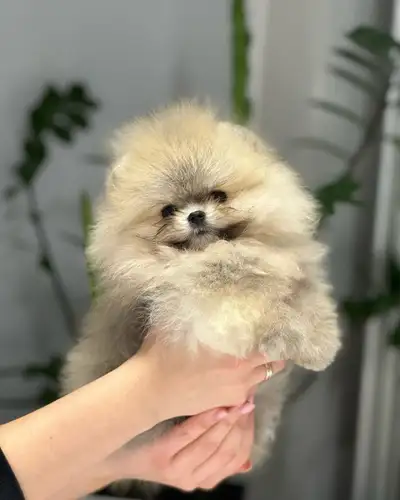 Pomeranian, View more