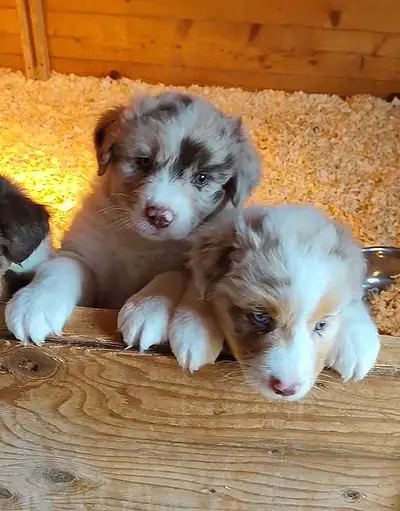 Gorgeous Australian Shepherd Puppies, View more