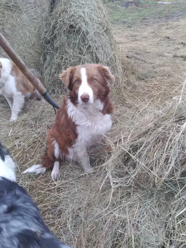 Purebred Border Collie puppies in Dogs & Puppies for Rehoming in Moncton - Image 11