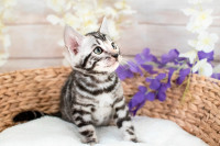 Chatons Bengal Extraordinaires 