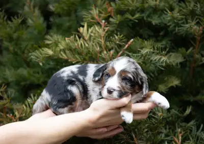 F1B Male Mini Aussiedoodle 3 LEFT, View more