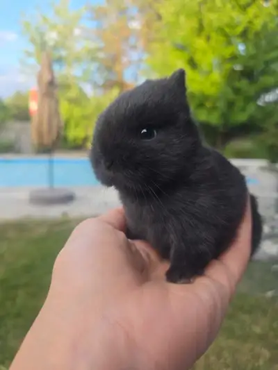 Adorable Netherland Dwarf for Sale, View more